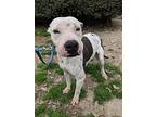 Beasty, American Staffordshire Terrier For Adoption In Crenshaw, Mississippi