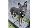 Luna Lovegood, American Pit Bull Terrier For Adoption In Fishers, Indiana
