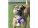 Piper, American Pit Bull Terrier For Adoption In Fishers, Indiana