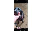 Missie, Labrador Retriever For Adoption In Zephyr, Ontario