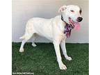Pinta, American Staffordshire Terrier For Adoption In San Diego, California