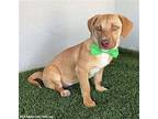 Talia, Dachshund For Adoption In San Diego, California