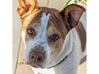 Blue, American Pit Bull Terrier For Adoption In El Paso, Texas