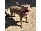 Dopey*, American Pit Bull Terrier For Adoption In El Paso, Texas
