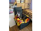 Doula, American Staffordshire Terrier For Adoption In Crete, Illinois