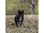 Puppy, Staffordshire Bull Terrier For Adoption In Crete, Illinois