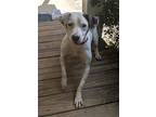 Junie, American Staffordshire Terrier For Adoption In Crenshaw, Mississippi
