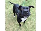 Seza, American Pit Bull Terrier For Adoption In El Paso, Texas