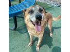 Weatherman*, Border Terrier For Adoption In El Paso, Texas