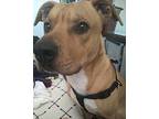 Cletus, American Pit Bull Terrier For Adoption In El Paso, Texas
