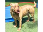Guero, American Pit Bull Terrier For Adoption In El Paso, Texas