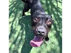 Trixie*, American Pit Bull Terrier For Adoption In El Paso, Texas