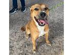Lotus*, Border Terrier For Adoption In El Paso, Texas