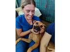 Matilda, Labrador Retriever For Adoption In Zephyr, Ontario