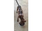 Jimmy, Labrador Retriever For Adoption In Zephyr, Ontario