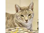 Shiloh, Domestic Shorthair For Adoption In New Iberia, Louisiana