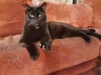 Cap'n Morgan, American Shorthair For Adoption In Eureka, California