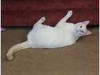Angel, Siamese For Adoption In Eureka, California