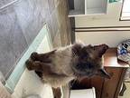 Simon, Himalayan For Adoption In Eureka, California