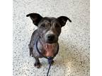 Kali, American Pit Bull Terrier For Adoption In Bellaire, Michigan