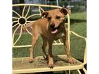 Nino, Terrier (unknown Type, Medium) For Adoption In New Iberia, Louisiana