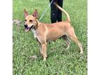 Demi, Labrador Retriever For Adoption In New Iberia, Louisiana