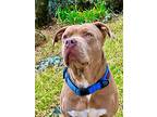 Tank, American Staffordshire Terrier For Adoption In Richmond, California