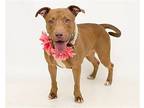 Poet, American Staffordshire Terrier For Adoption In Thompson, Connecticut