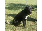 Tate, Labrador Retriever For Adoption In New Iberia, Louisiana