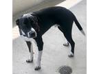 Freddy, Labrador Retriever For Adoption In New Iberia, Louisiana