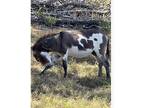 Mini donkey for sale or trade