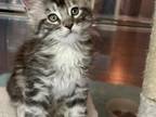 Maine Coons
