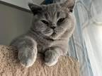 British Blue Kittens