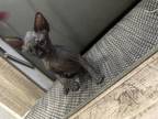 Black Female Kitten