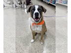 Huskies Mix DOG FOR ADOPTION RGADN-1147947 - Balto - Husky / Shepherd / Mixed