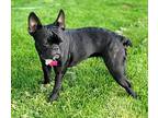 Kiki French Bulldog Young Female