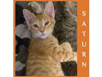 SATURN Domestic Shorthair Kitten Male