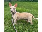 Marty Dachshund Young Male