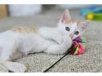 Haiku Domestic Shorthair Kitten Male