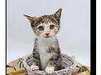 Cassandra Domestic Shorthair Kitten Female