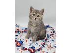 Wizard III Domestic Shorthair Kitten Female