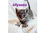 Ulysses Domestic Shorthair Kitten Male