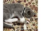 Cosmo Spacely Domestic Shorthair Kitten Male
