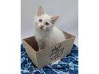 Snow V Domestic Shorthair Kitten Female