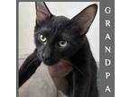 GRANDPA Domestic Shorthair Kitten Male