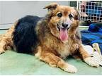 Rusty Australian Shepherd Senior Male