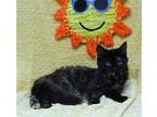 Ladybug - 40025 Domestic Mediumhair Kitten Female