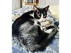 Tippie Domestic Shorthair Young Female