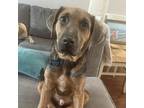 Sam Shepherd (Unknown Type) Puppy Male