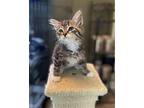 Harbin Domestic Shorthair Young Male